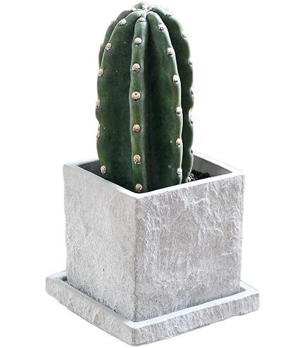 サボテン TRUNK GARDEN PLANTS MARKET | . TRUNK GARDEN PLANTS MARKET 柱